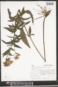 Aster subspicatus image
