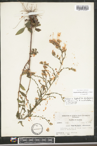 Symphyotrichum undulatum image