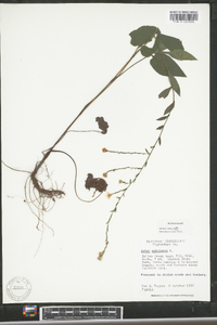 Symphyotrichum undulatum image