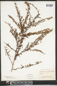 Symphyotrichum racemosum image