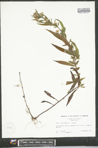 Symphyotrichum racemosum image