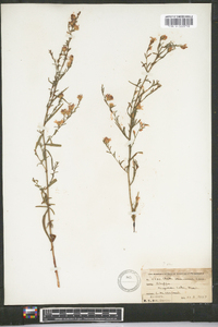 Symphyotrichum racemosum image