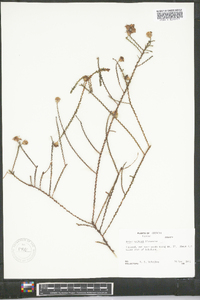 Symphyotrichum racemosum image