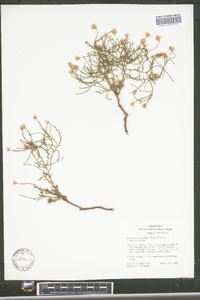 Symphyotrichum racemosum image