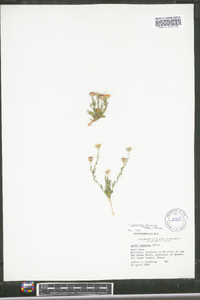 Symphyotrichum racemosum image