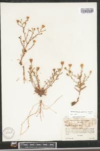 Dieteria canescens var. canescens image