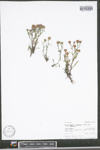 Dieteria canescens var. canescens image