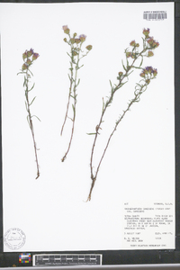 Dieteria canescens var. canescens image