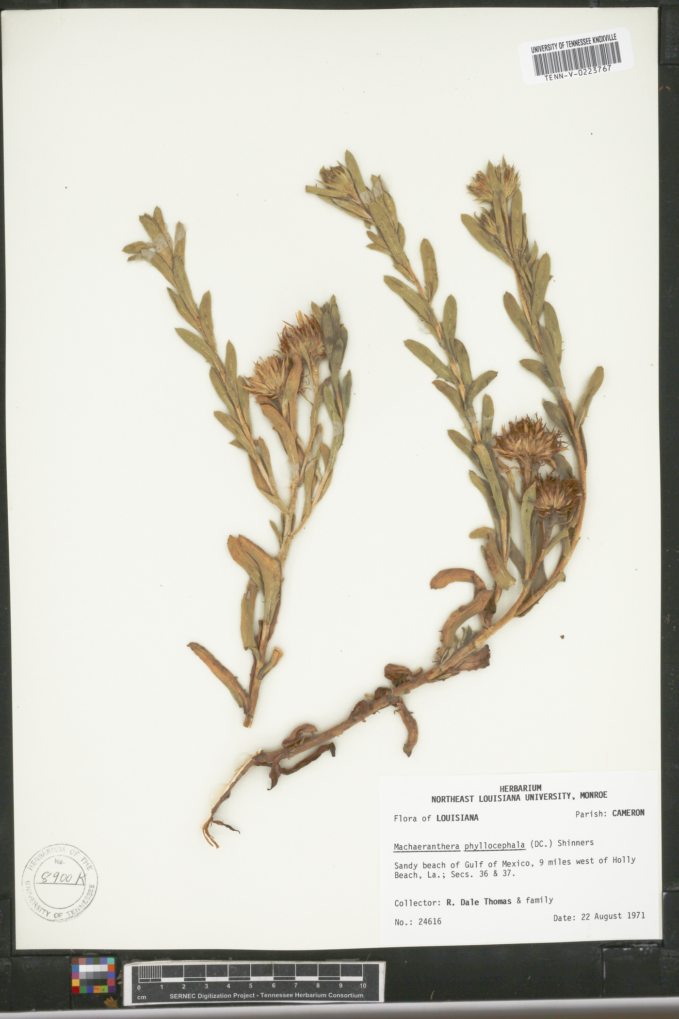Rayjacksonia phyllocephala image