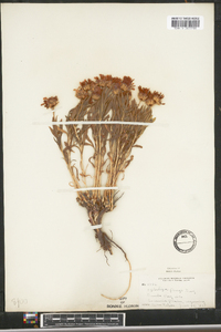 Image of Xylorhiza parryi