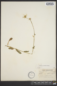 Erigeron pulchellus image