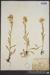 Erigeron acris image