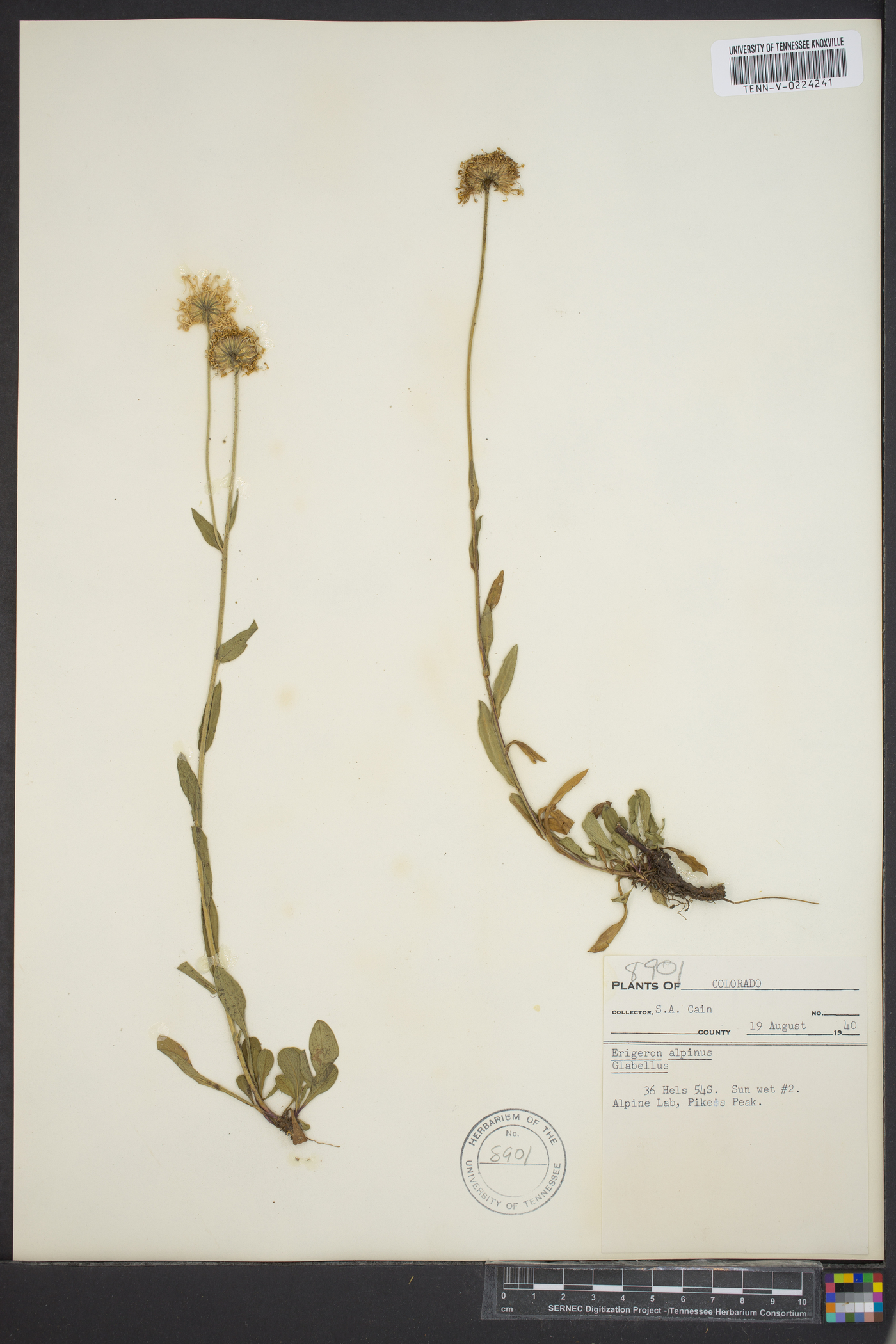 Erigeron alpinus image