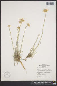 Erigeron argentatus image