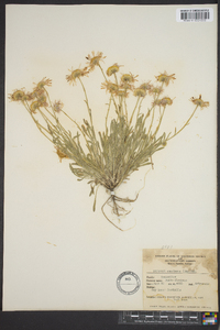 Erigeron concinnus image