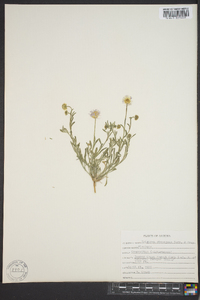Erigeron divergens image
