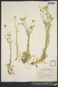 Erigeron divergens image
