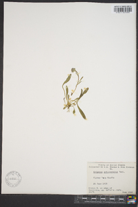 Erigeron uniflorus subsp. eriocephalus image