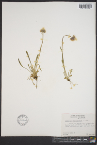 Erigeron uniflorus subsp. eriocephalus image