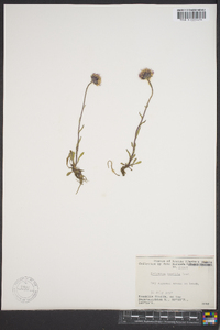 Erigeron humilis image