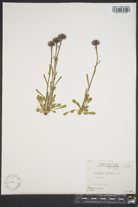 Erigeron humilis image