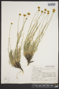 Erigeron linearis image