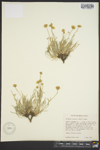 Erigeron linearis image