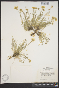 Erigeron linearis image