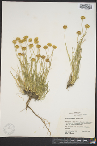 Erigeron linearis image