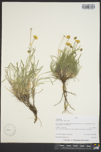 Erigeron linearis image