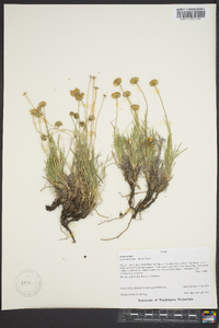 Erigeron linearis image