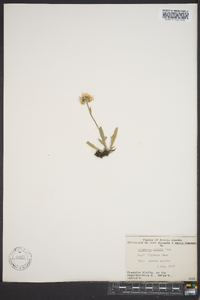 Erigeron muirii image