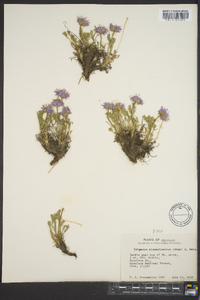 Erigeron pinnatisectus image