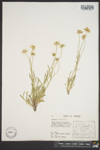 Erigeron pumilus image