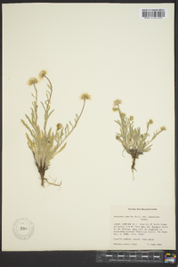 Erigeron concinnus image