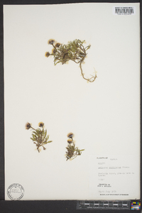 Erigeron purpuratus image