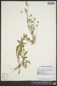 Erigeron tenuis image