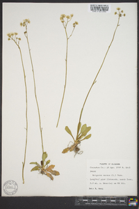 Erigeron vernus image