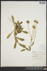 Erigeron vernus image