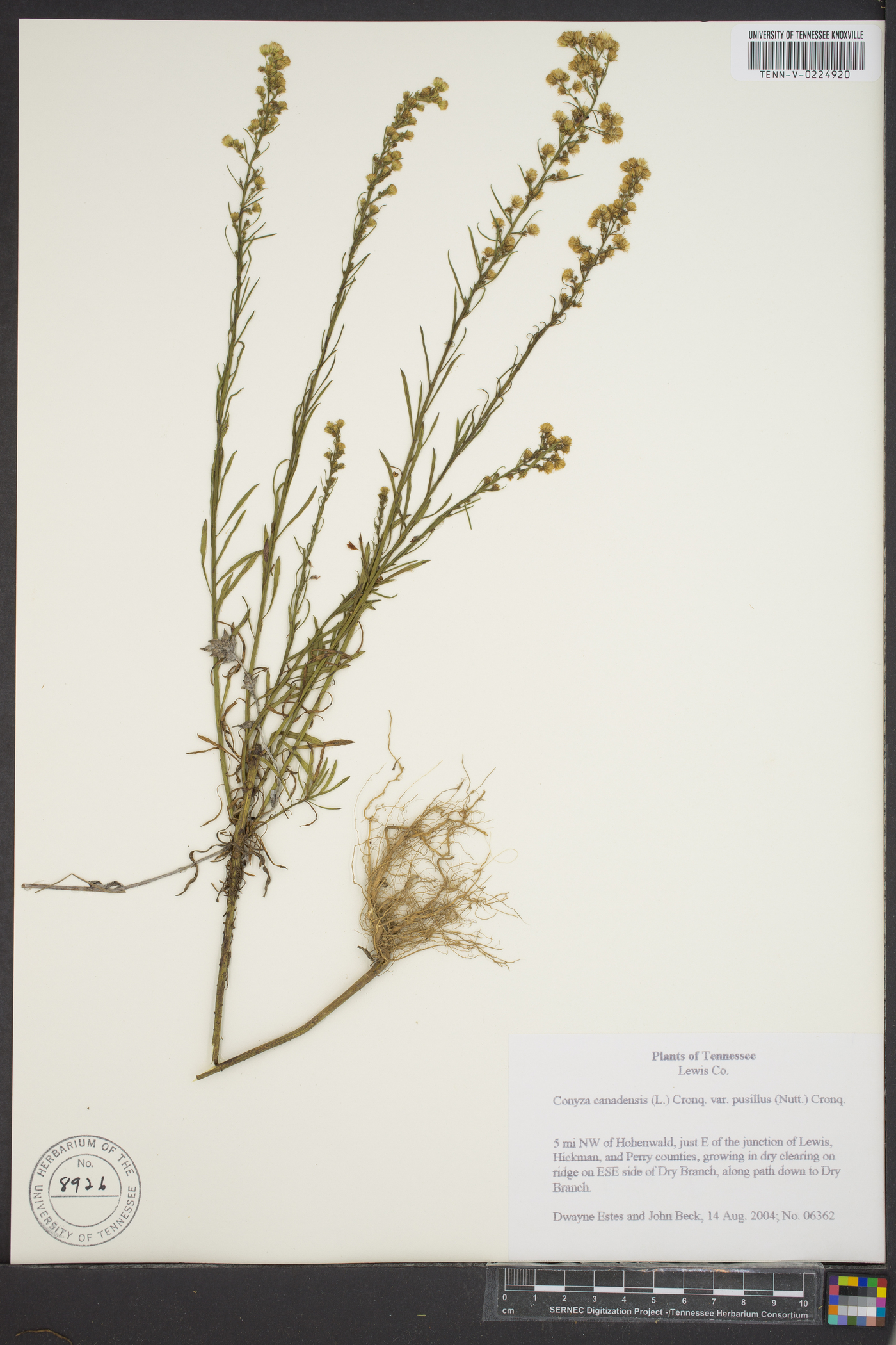 Conyza canadensis var. pusillus image