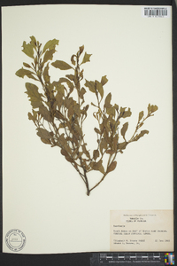 Baccharis angustifolia image