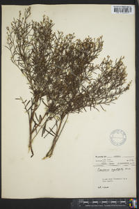 Baccharis angustifolia image