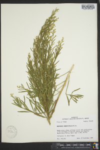 Baccharis angustifolia image