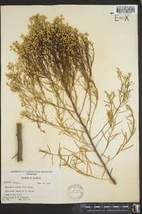 Baccharis angustifolia image