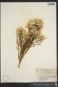 Baccharis angustifolia image