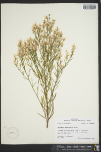 Baccharis angustifolia image