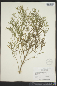 Baccharis angustifolia image