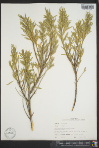 Baccharis angustifolia image