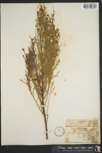 Baccharis angustifolia image