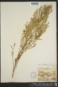 Baccharis angustifolia image